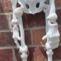 JUMBO XXL Articulated Skeleton / 30 inches long! / 3D Printed