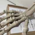 Skeleton Hand Articulated, Left or Right Hand / Halloween / Bones