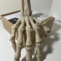 Skeleton Hand Articulated, Left or Right Hand / Halloween / Bones